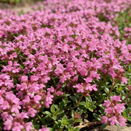 Creeping, Thyme Seeds - Packet image number null